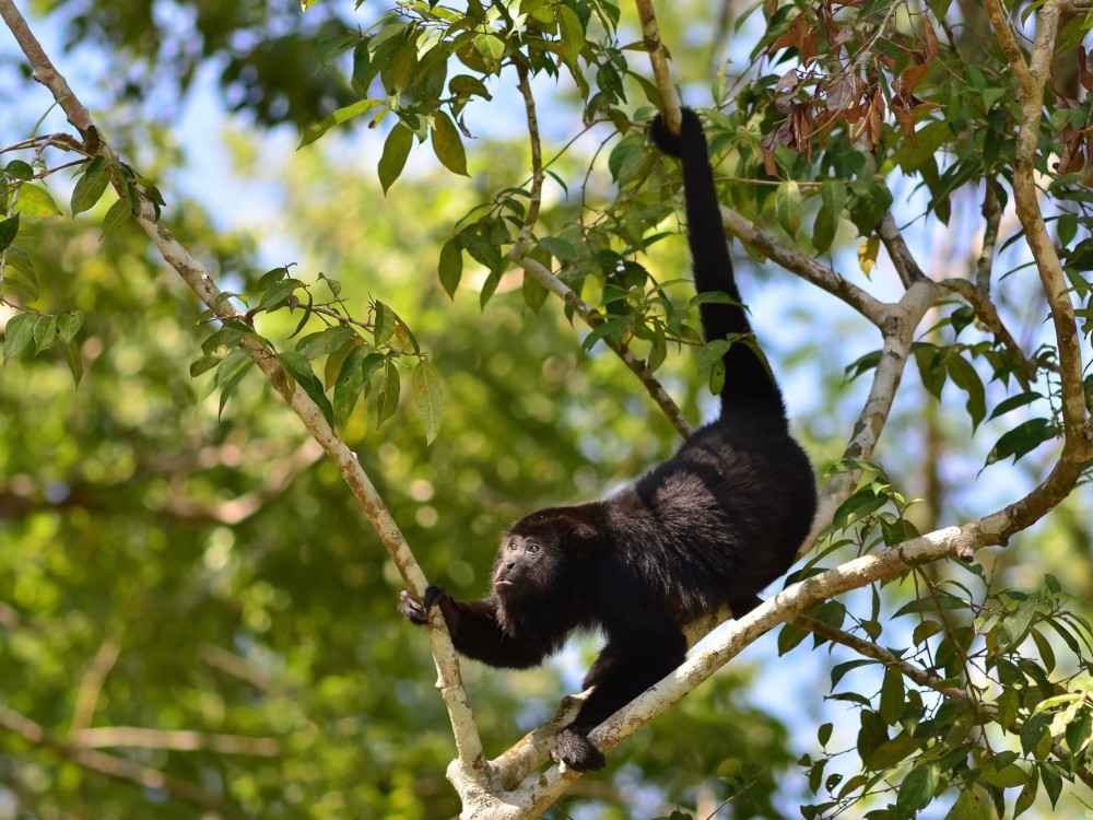 Slingeraap in Belize - Undiscoverd.nl