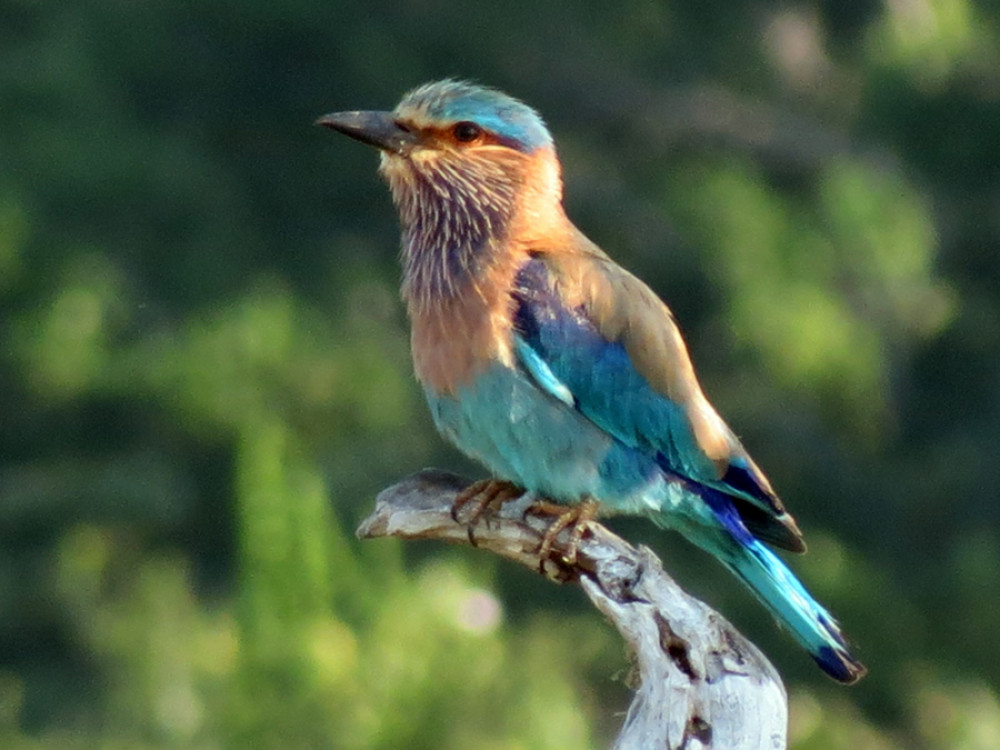 Vogel in Sri Lanka - Undiscovered.nl