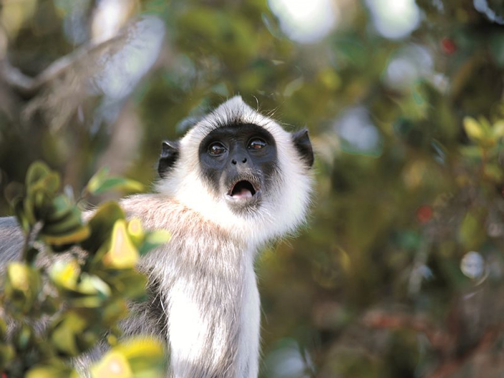 Grey Langur aapje, Muthurajawela Marsh, Sri Lanka - Undiscovered.nl