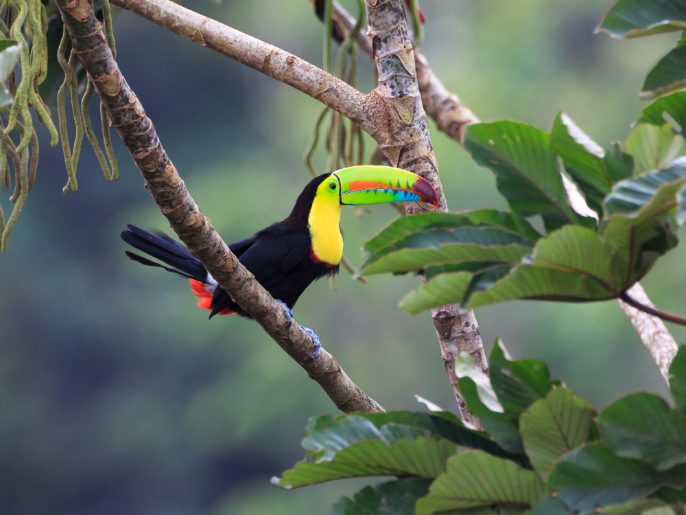 Toekan in Guatemala - Undiscovered.nl