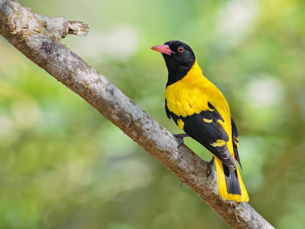 Zwartkopwielewaal vogel Sri Lanka - Undiscovered.nl